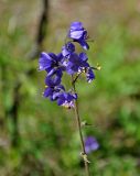 Polemonium caeruleum. Соцветие. Алтай, Улаганский р-н, окр. с. Акташ, Курайский хребет, долина р. Ярлы-Амры, ≈ 1500 м н.у.м., субальпийский луг. 21.06.2019.