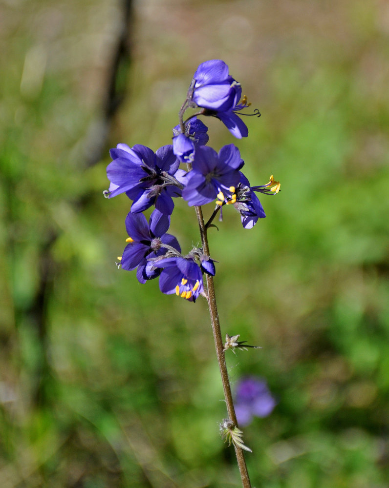 Image of Polemonium caeruleum specimen.