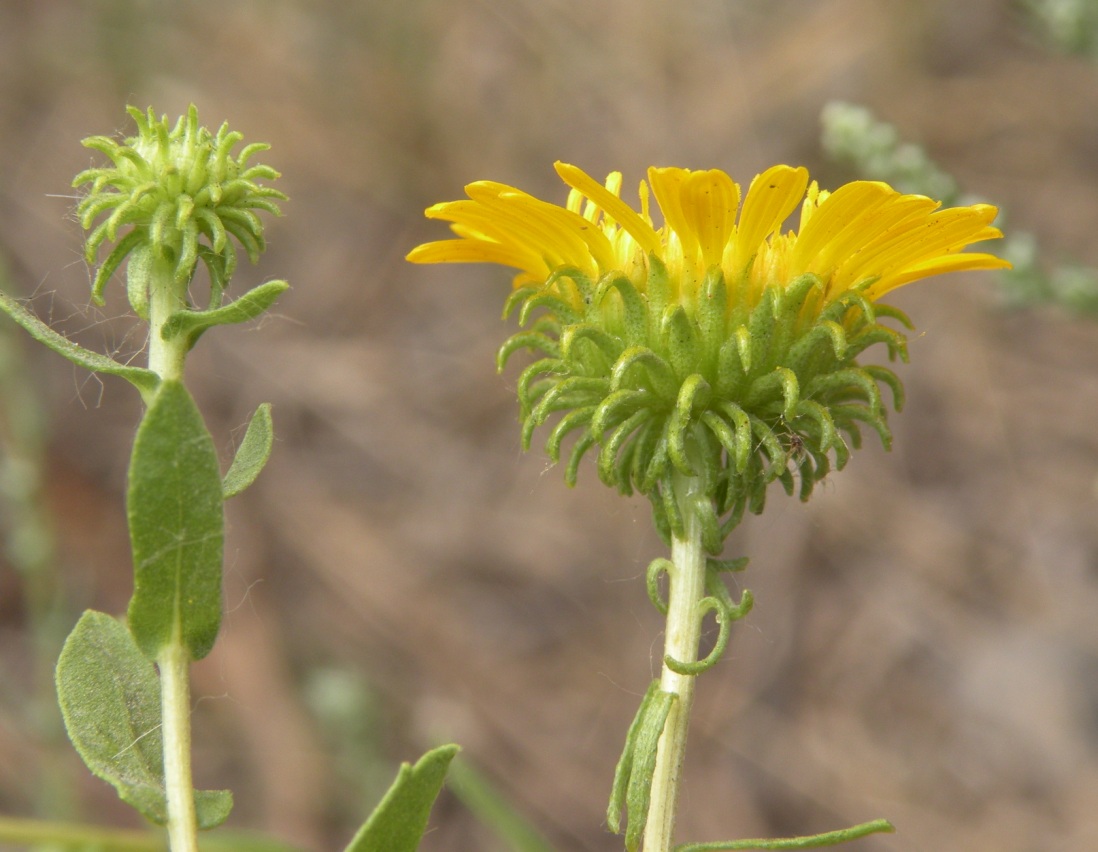 Изображение особи Grindelia squarrosa.