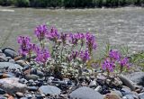 Scutellaria grandiflora. Цветущее растение. Алтай, Онгудайский р-н, устье р. Большой Яломан, каменистый склон. 11.06.2019.