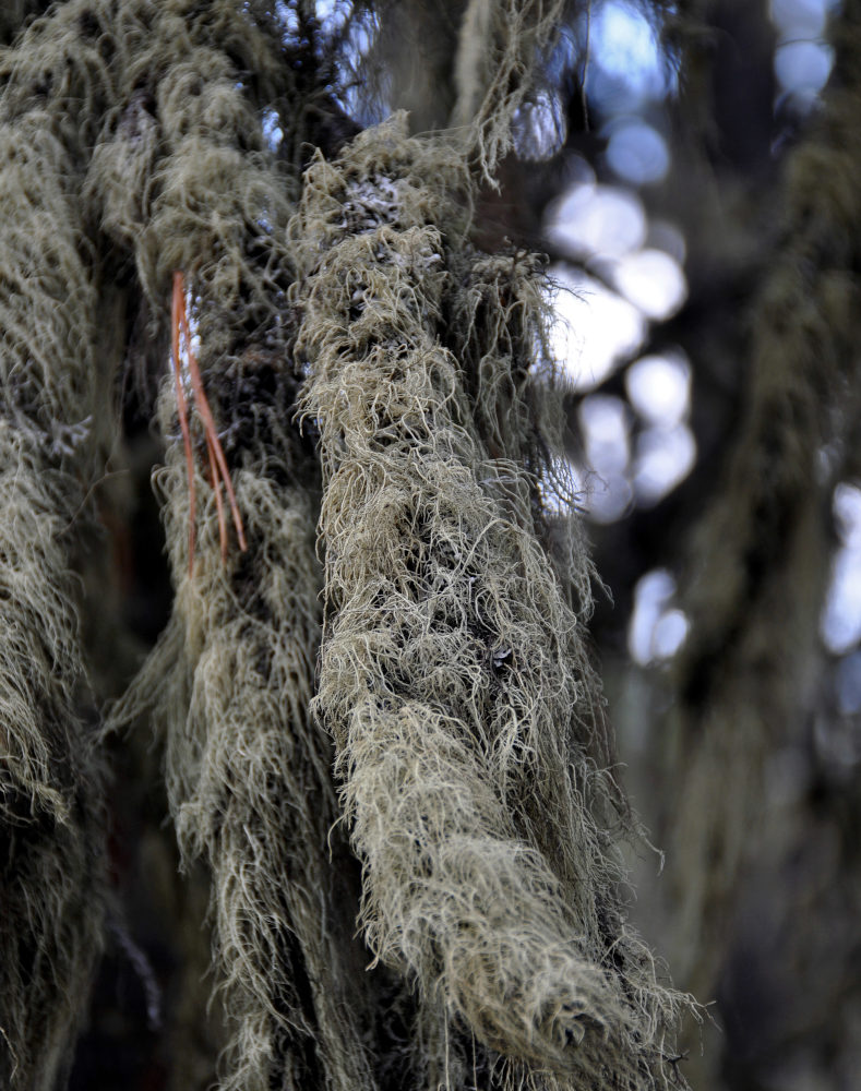 Image of familia Parmeliaceae specimen.