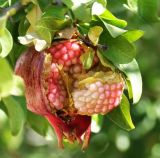 Punica granatum. Ветвь со вскрывшимся плодом. Крым, г. Судак, сад. 12.08.2018.