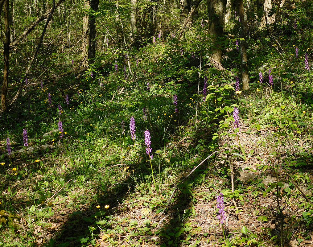 Изображение особи Orchis mascula.