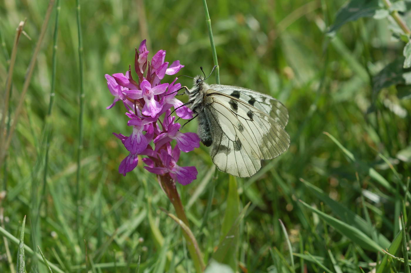 Image of Dactylorhiza umbrosa specimen.