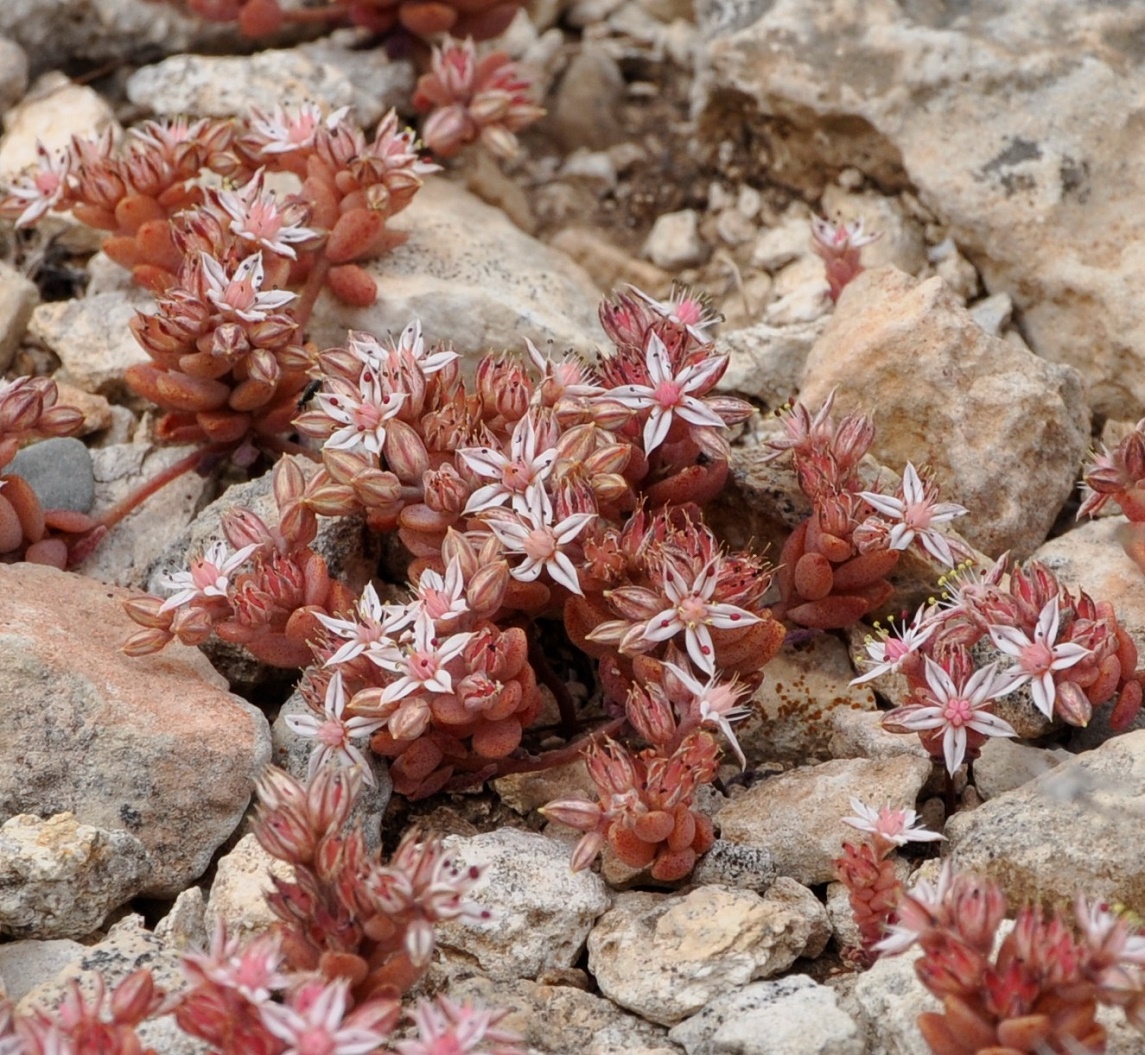 Image of Sedum eriocarpum ssp. porphyreum specimen.