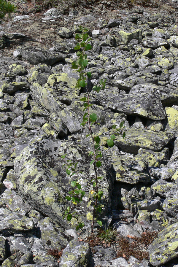 Image of Betula czerepanovii specimen.