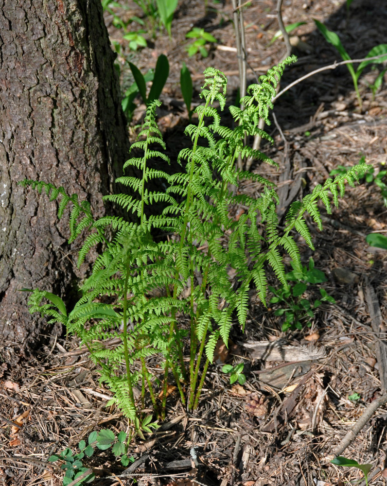 Image of Athyrium filix-femina specimen.