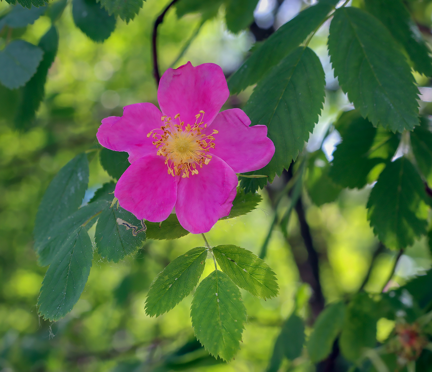 Изображение особи род Rosa.