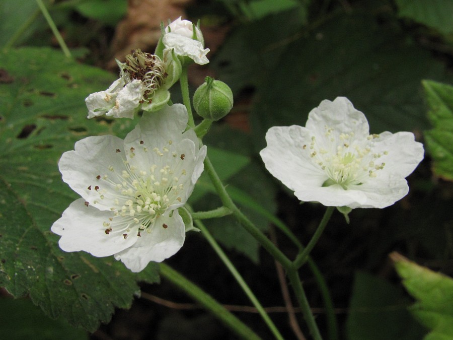 Image of Rubus caesius specimen.