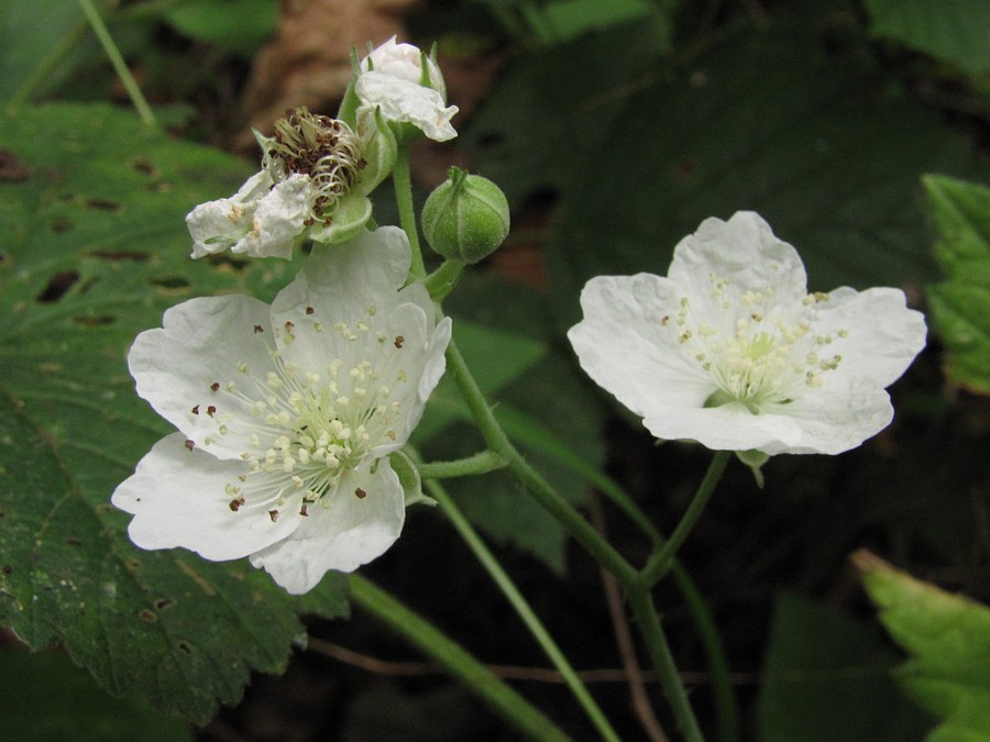 Изображение особи Rubus caesius.