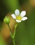 Image of taxon representative. Author is Александр Фатерыга