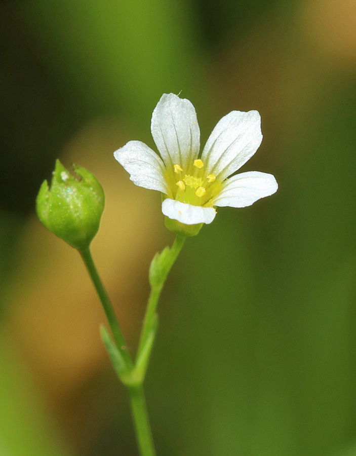 Изображение особи Linum catharticum.