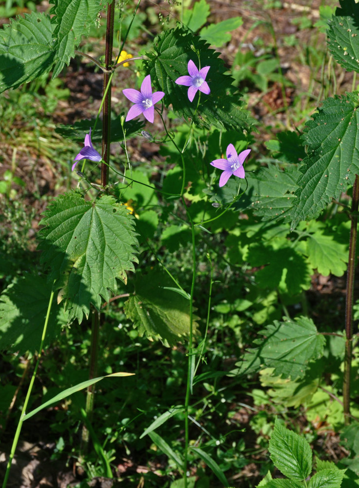 Image of Campanula patula specimen.