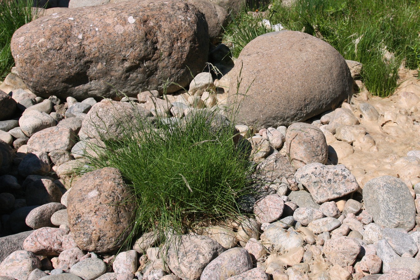 Image of Festuca arenaria specimen.