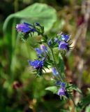 Echium vulgare. Верхушка соцветия. Челябинская обл., Сосновский р-н, берег оз. Малый Кременкуль, залежь. 27.07.2020.