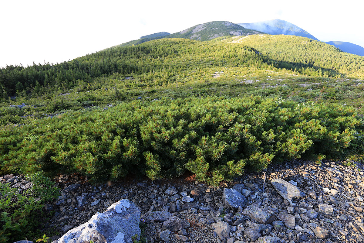 Image of Pinus pumila specimen.