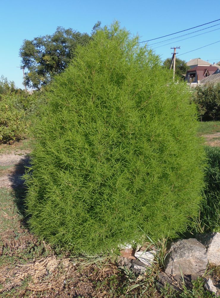 Image of Bassia scoparia f. trichophylla specimen.