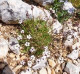 Silene dianthoides. Цветущее растение. Адыгея, Кавказский биосферный заповедник, северо-восточный склон горы Оштен, ≈ 2400 м н.у.м., альпийский луг. 18.07.2015.
