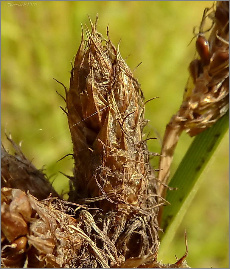 Image of Bolboschoenus planiculmis specimen.