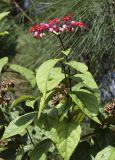 Clerodendrum × speciosum. Верхушка побега с соцветием. Испания, автономное сообщество Каталония, провинция Жирона, комарка Баш-Эмпорда, муниципалитет Палафружель, ботанический сад \"Кап-Роч\". 08.10.2020.