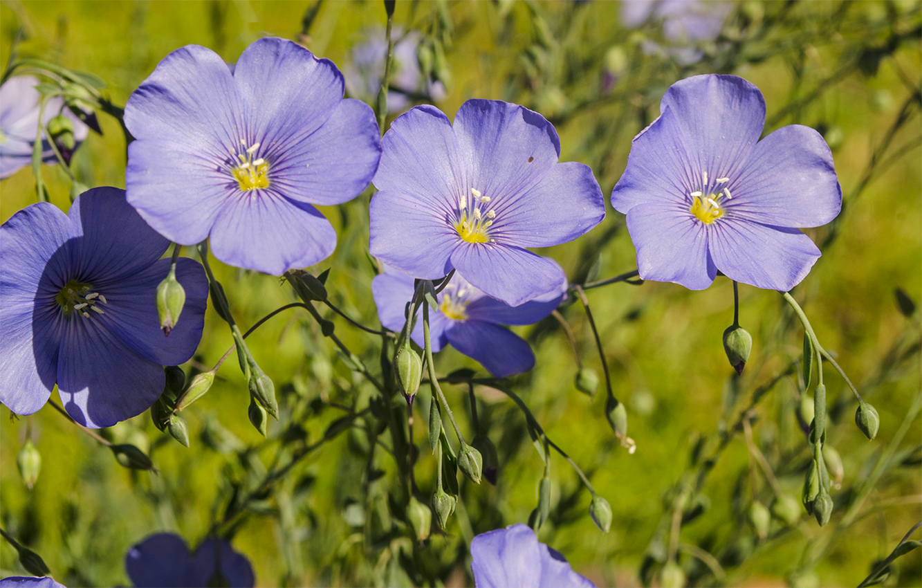 Изображение особи Linum austriacum.