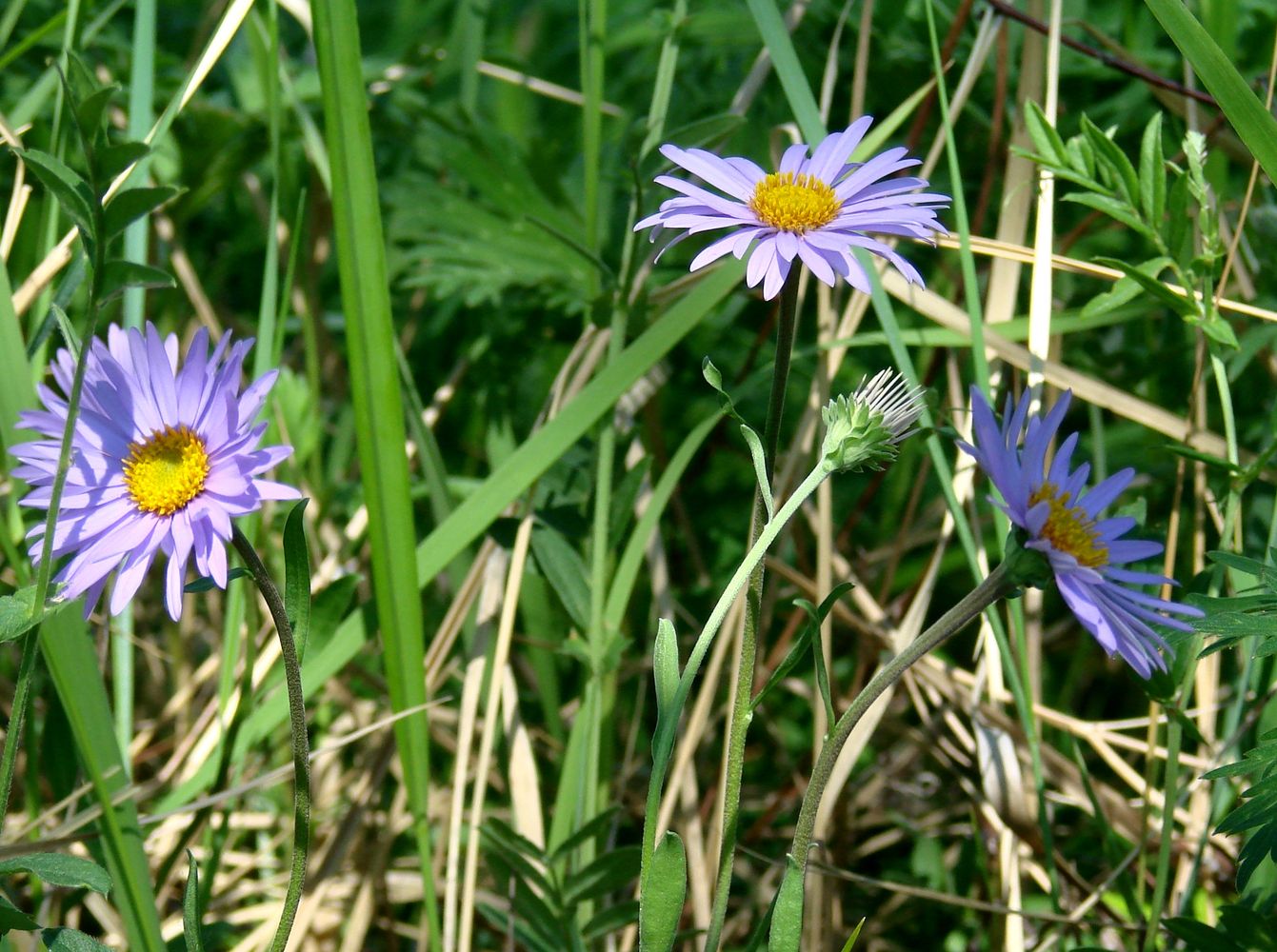 Image of Aster alpinus specimen.