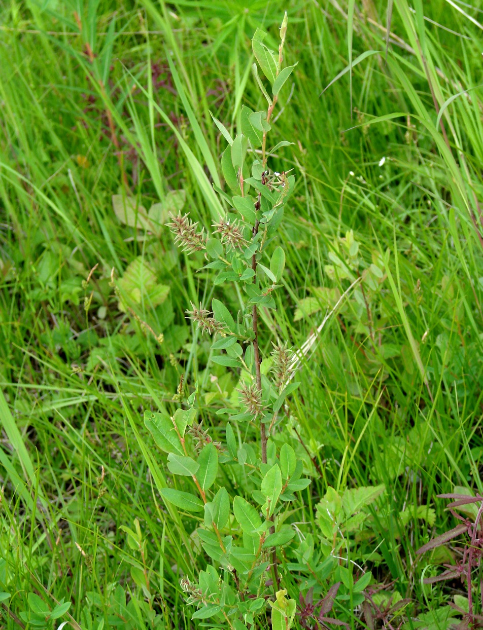 Image of Salix myrtilloides specimen.