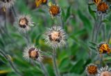 Hieracium alpinum