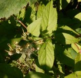 genus Deutzia
