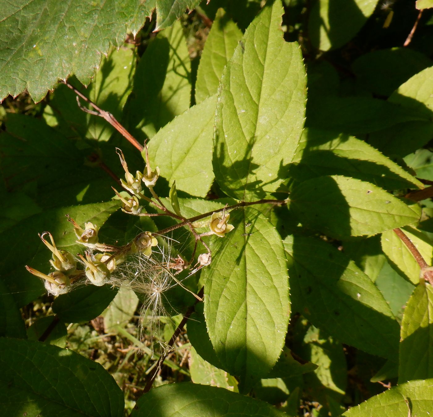 Image of genus Deutzia specimen.