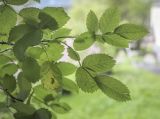 Rosa canina
