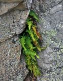 Polypodium vulgare