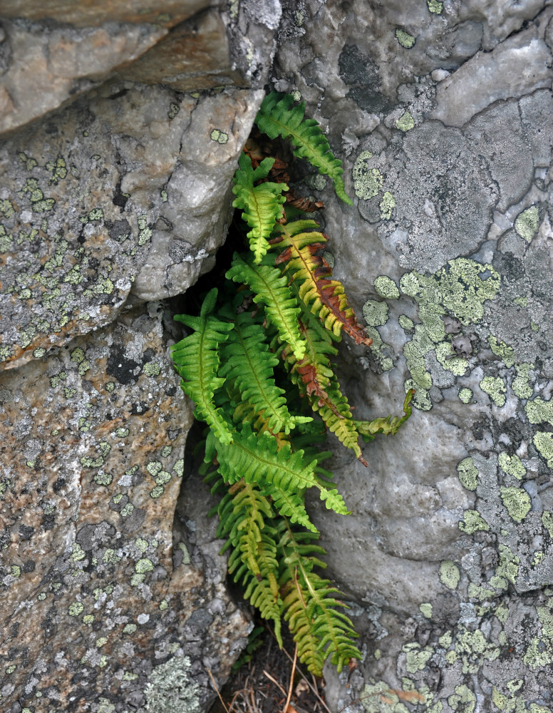 Изображение особи Polypodium vulgare.