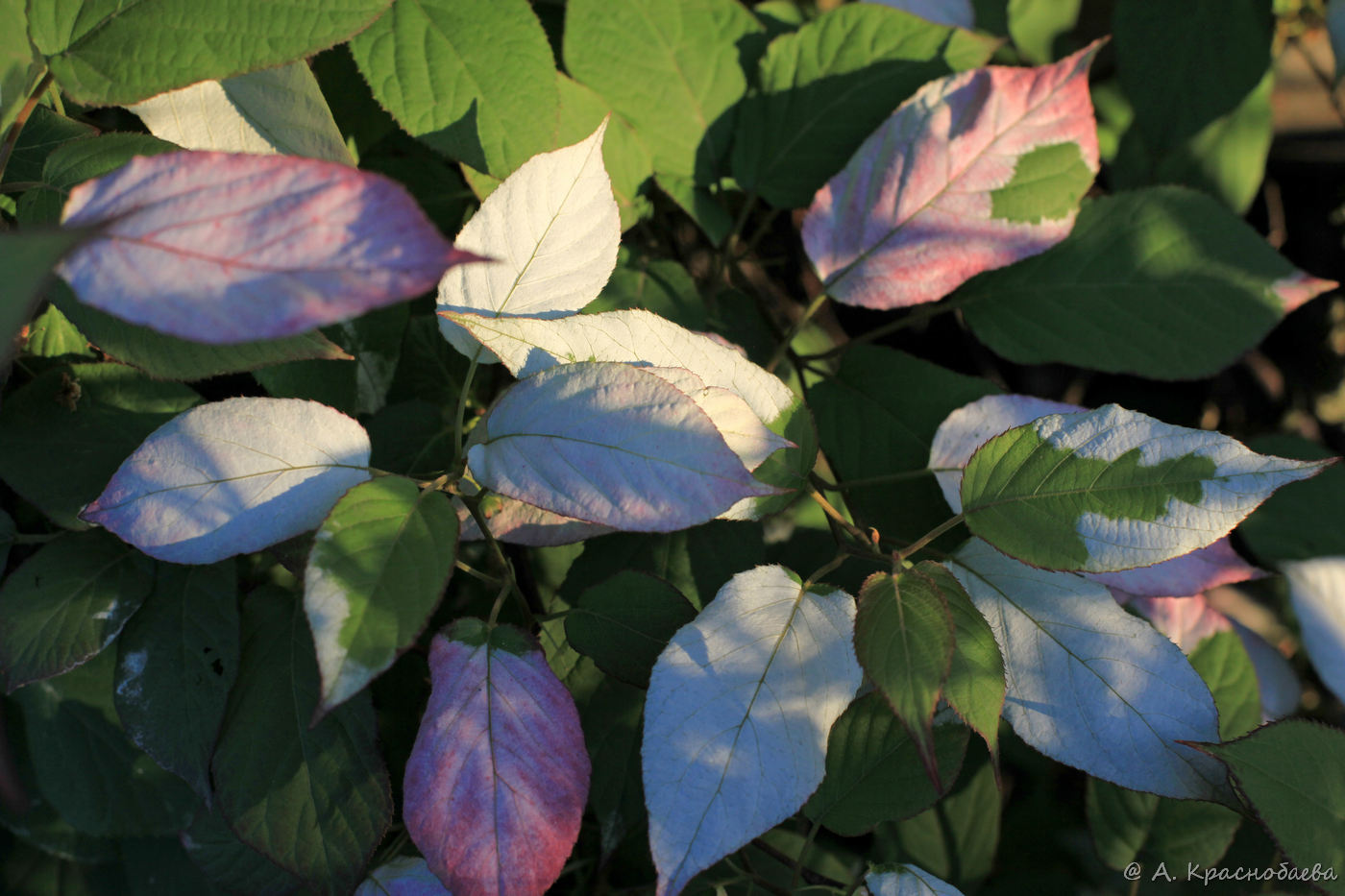 Image of Actinidia kolomikta specimen.