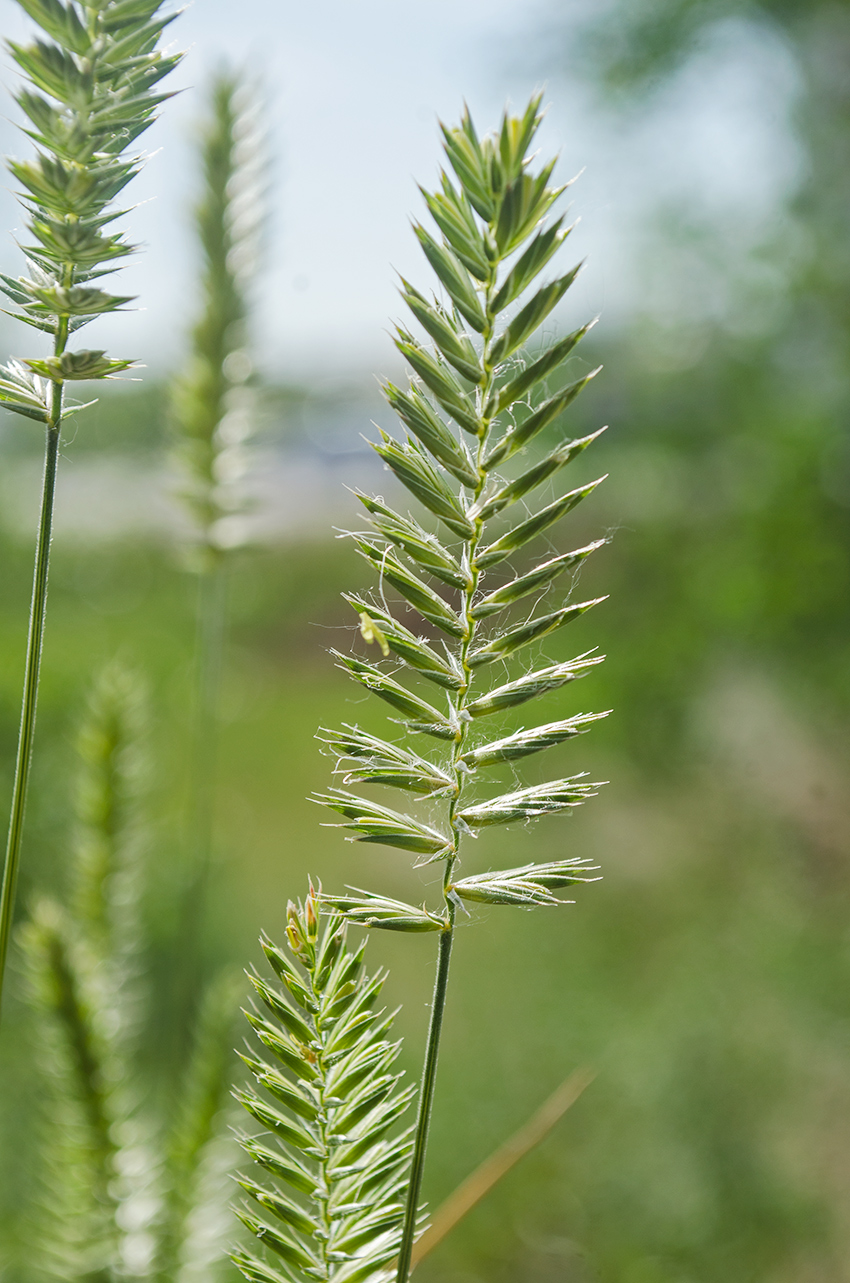 Изображение особи Agropyron pectinatum.