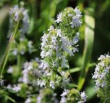 Thymus marschallianus