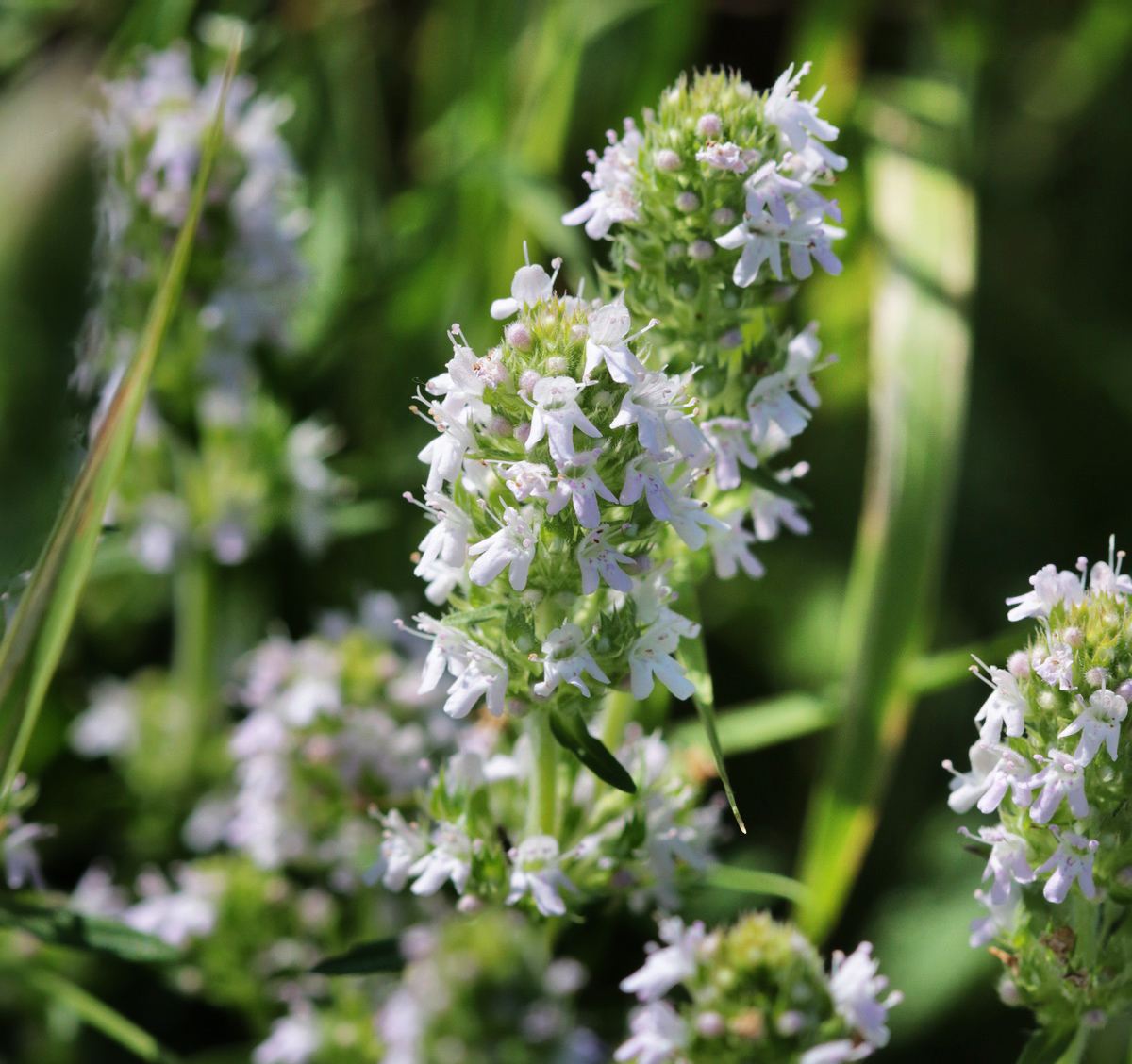 Изображение особи Thymus marschallianus.