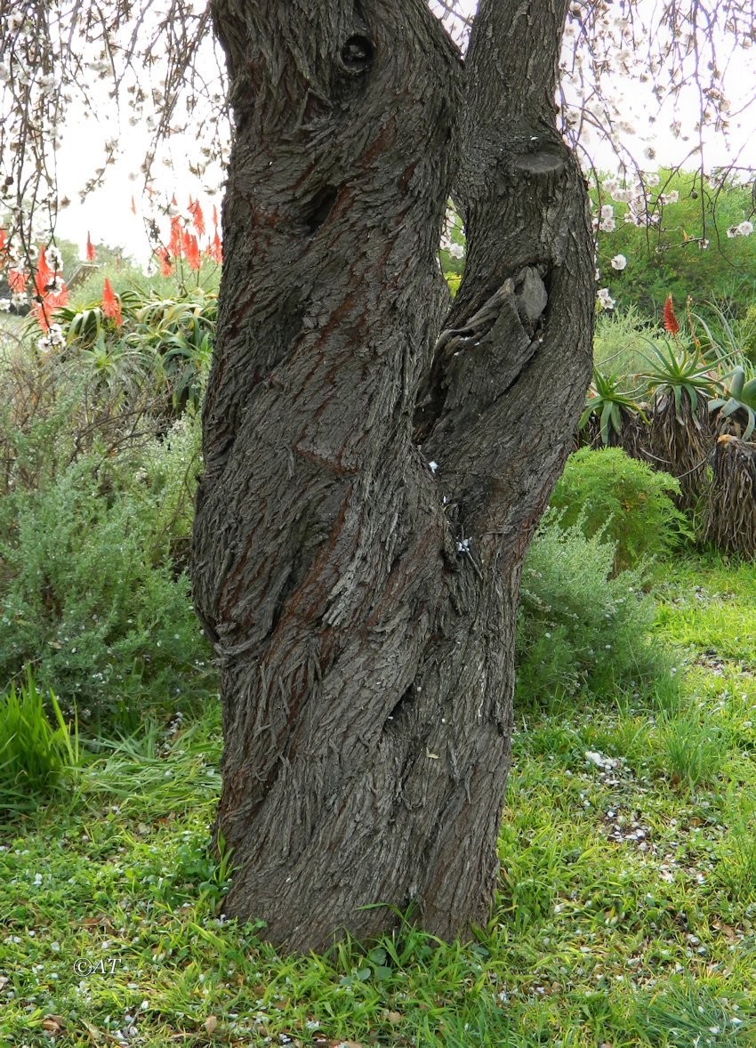 Image of Amygdalus communis specimen.