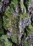 genus Cladonia. Талломы с апотециями на коре старой берёзы. Московская обл., гор. округ Солнечногорск, долина р. Горетовка, смешанный лес. 25.10.2020.