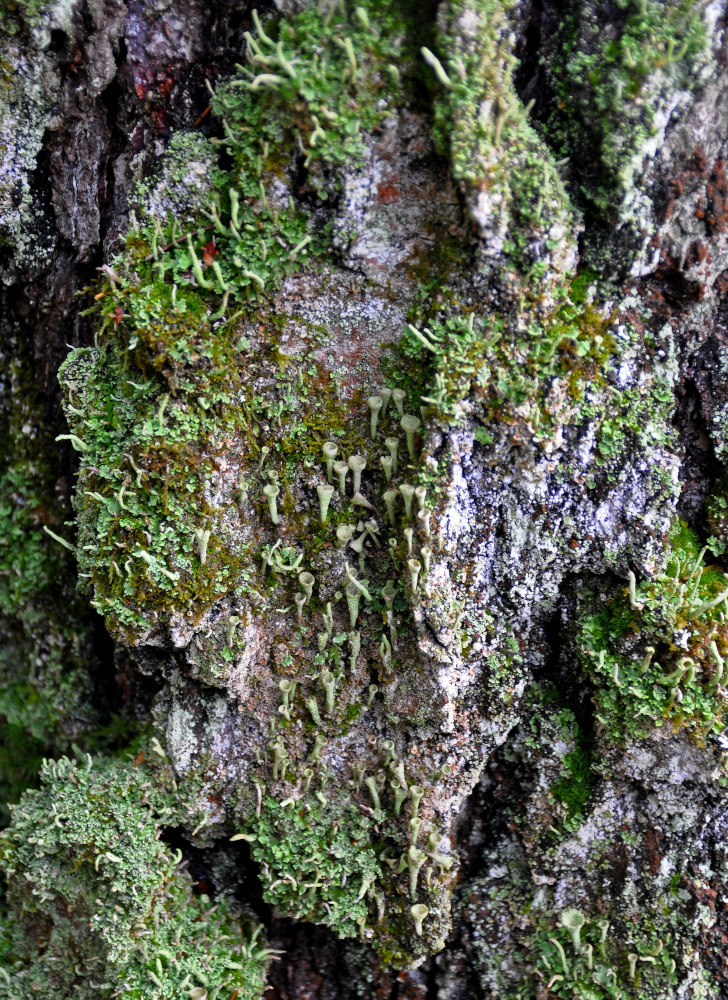 Изображение особи род Cladonia.