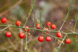 Asparagus officinalis