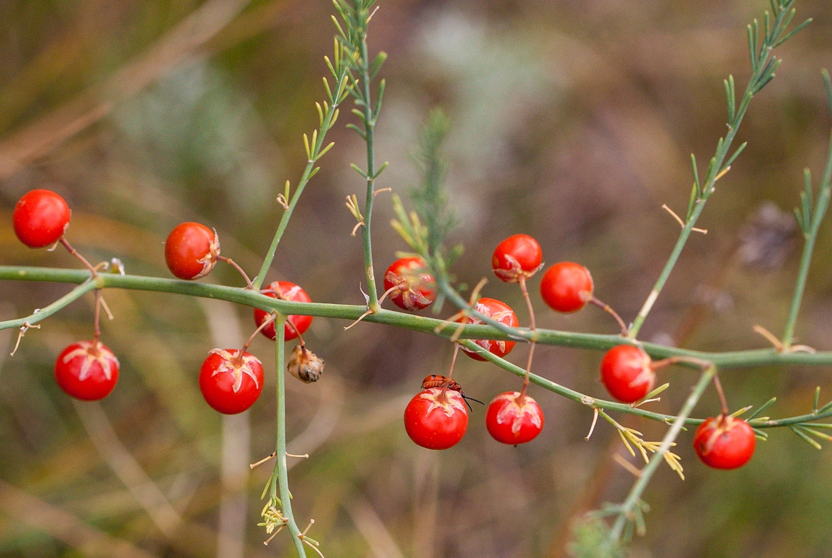 Image of Asparagus officinalis specimen.