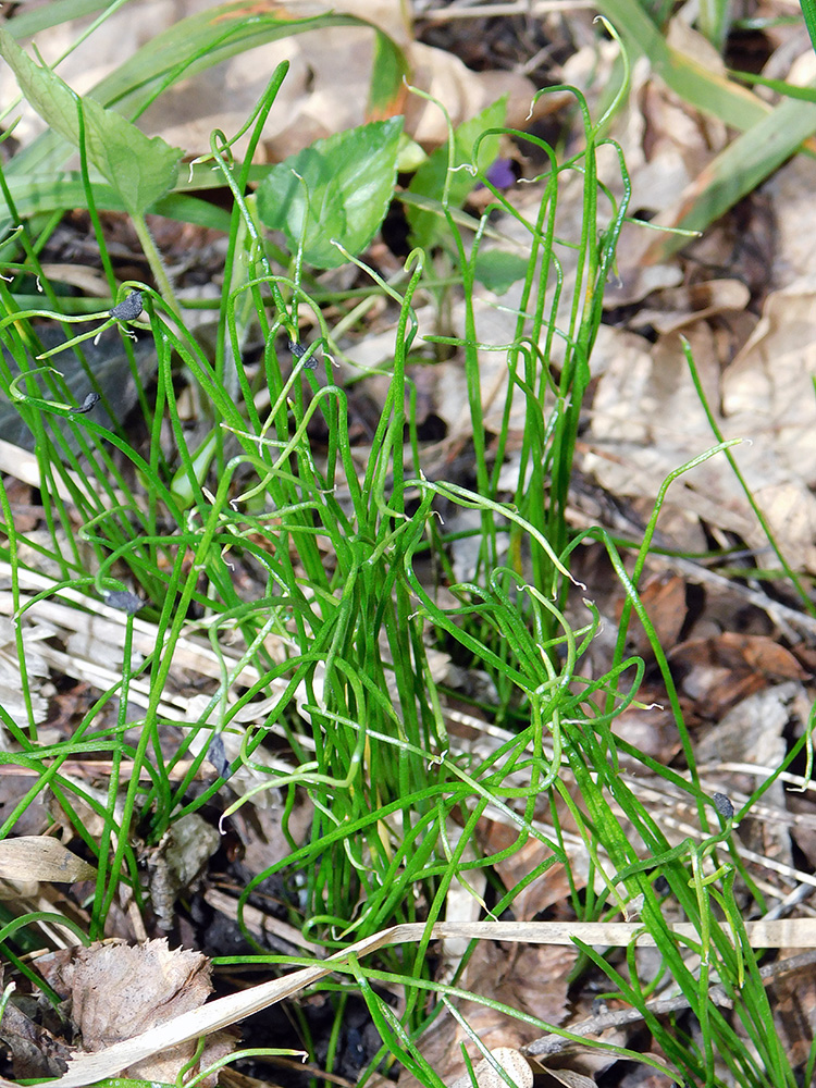 Image of Allium rotundum specimen.