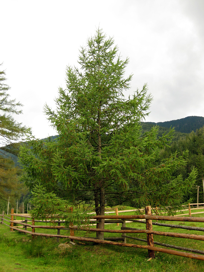 Изображение особи Larix kaempferi.