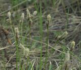 Carex ericetorum