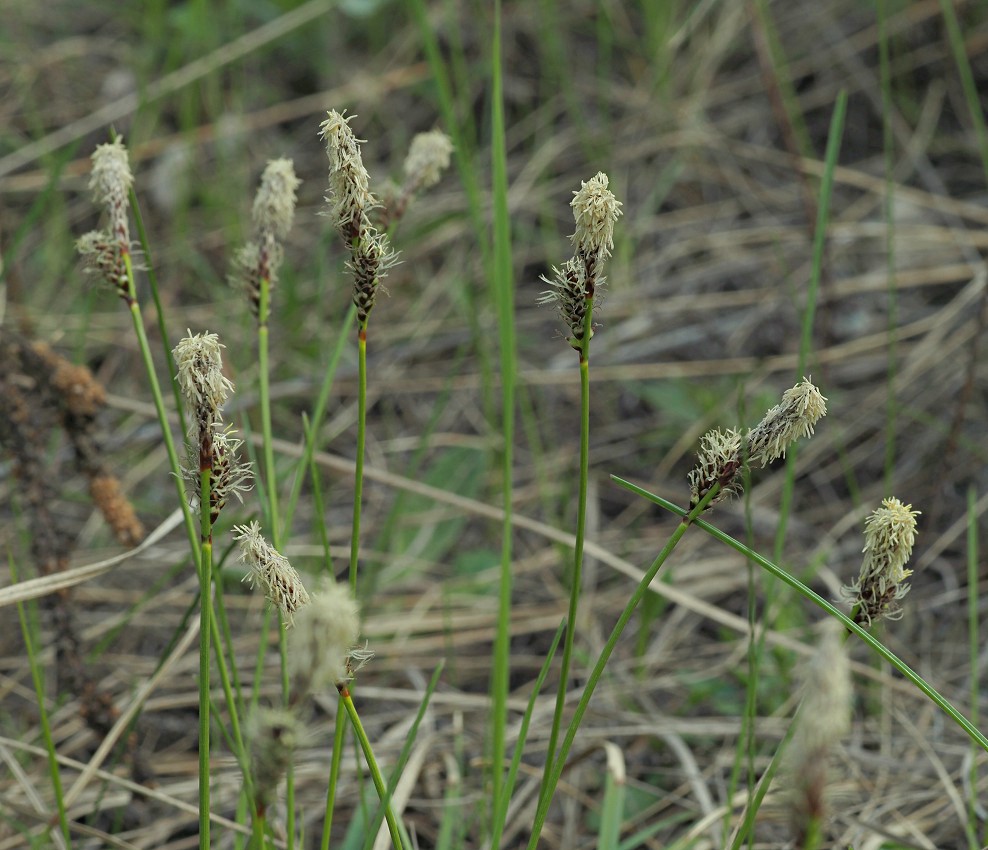 Изображение особи Carex ericetorum.