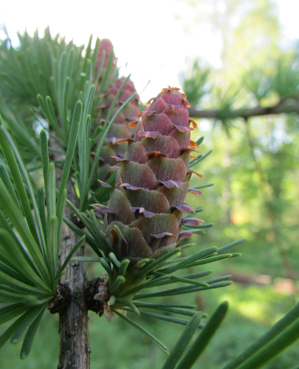 Image of Larix principis-rupprechtii specimen.