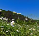 Anthemis austriaca