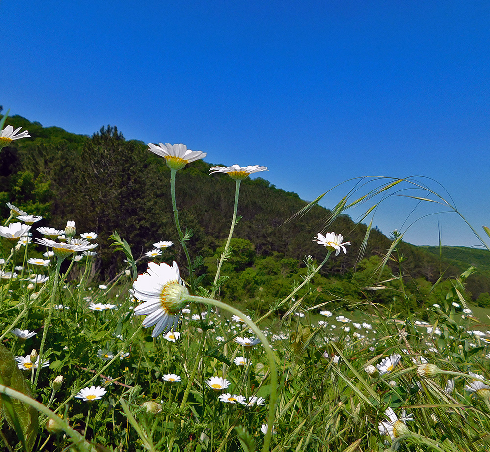 Image of Anthemis austriaca specimen.