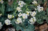 Crambe maritima. Соцветия. Крым, Караларский природный парк, долина р. Сююрташ, побережье в окр. устья, песчано-ракушечный пляж с Leymus. 09.05.2021.